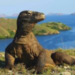 Komodo Dragon