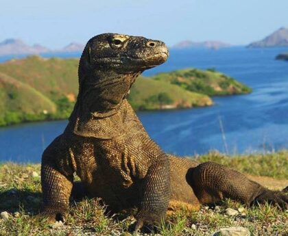 Komodo Dragon